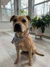 Stella
