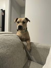 Stella