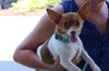 adoptable Dog in  named Pepper