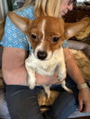 Gidget