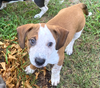 adoptable Dog in Holly Springs, NC named Teddy