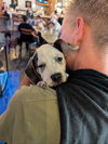 Tommy Pup