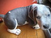 Tommy Pup