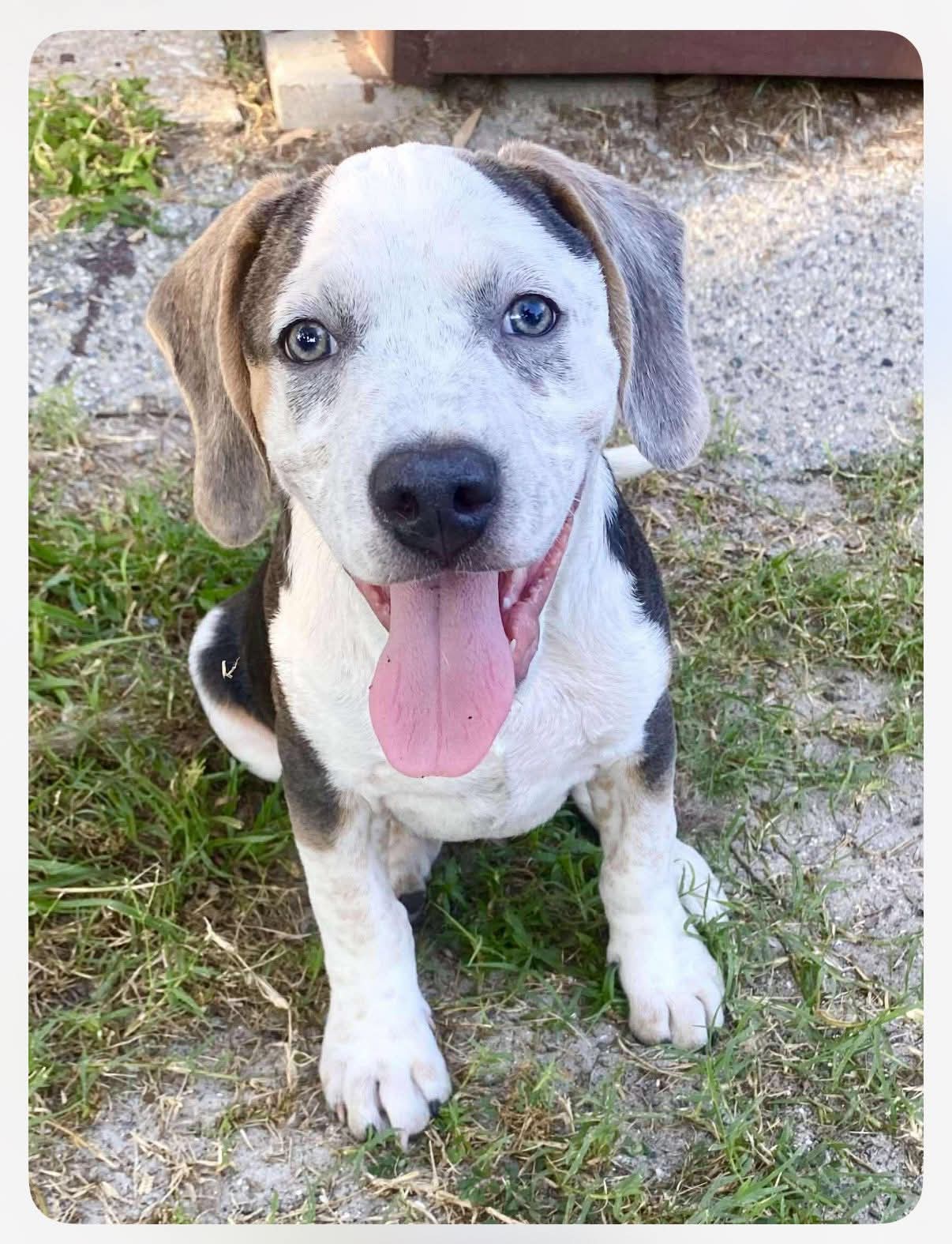 adoptable Dog in Holly Springs, NC named Tommy