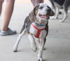 Tommy Pup