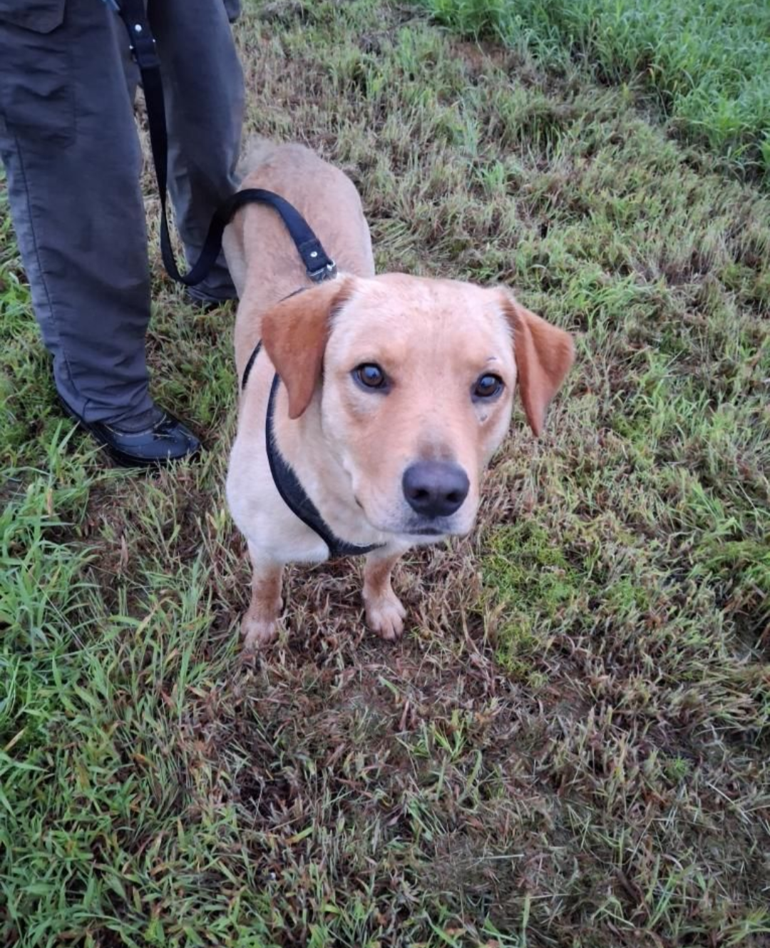 adoptable Dog in Holly Springs, NC named Bear