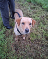 adoptable Dog in  named Bear