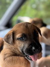 Jazzy (Tina's Litter)