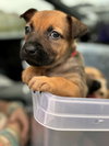 Jazzy (Tina's Litter)