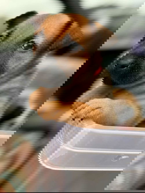animal-image