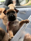 Jazzy (Tina's Litter)
