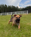 Jazzy (Tina's Litter)