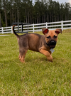 Jazzy (Tina's Litter)