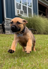 adoptable Dog in  named Jazzy (Tina