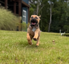 Jazzy (Tina's Litter)