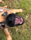 Jazzy (Tina's Litter)