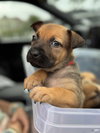 Aladdin (Tina's Litter)