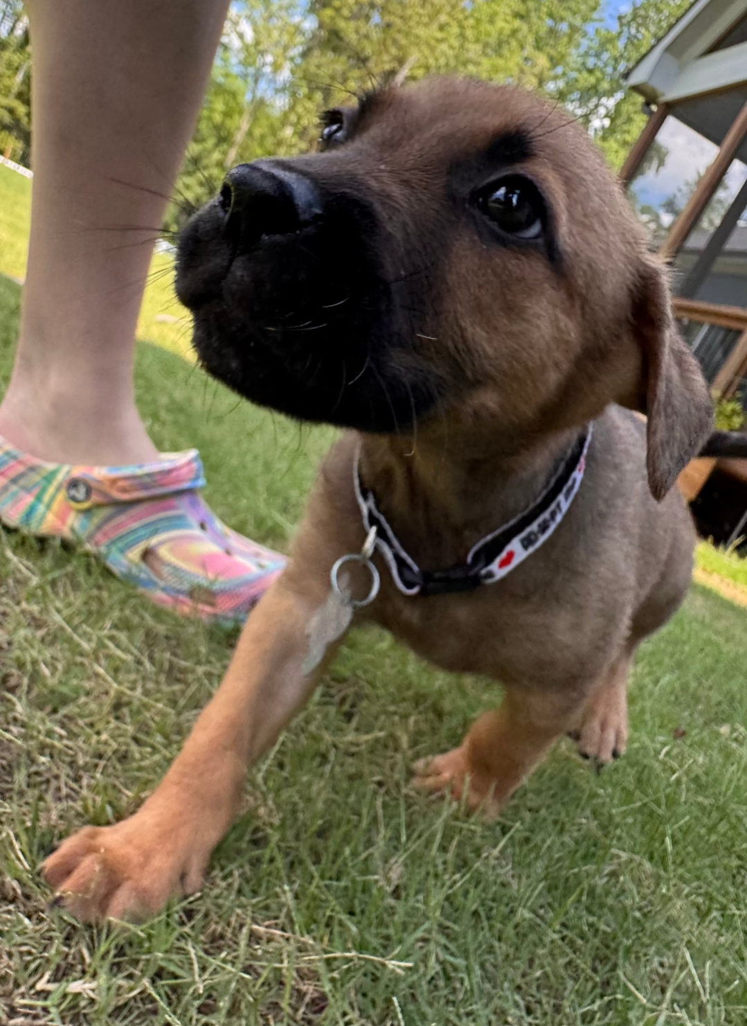 adoptable Dog in Holly Springs, NC named Aladdin (Tina's Litter)