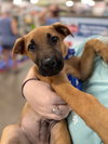 Aladdin (Tina's Litter)