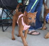 Aladdin (Tina's Litter)