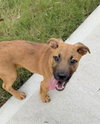 Aladdin (Tina's Litter)