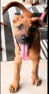Aladdin (Tina's Litter)