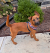 Aladdin (Tina's Litter)