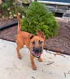 Aladdin (Tina's Litter)