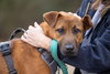 Aladdin (Tina's Litter) - Photo 3