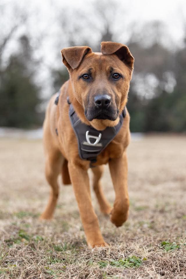 Aladdin (Tina's Litter) Image
