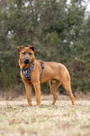 Aladdin (Tina's Litter) - Photo 2