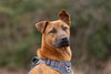 Aladdin (Tina's Litter) - Photo 4