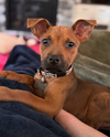 adoptable Dog in  named Belle  (Tina