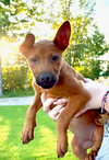 Belle  (Tina's Litter)