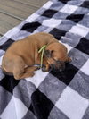 Big Ben (Tina's Litter)