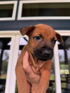 Big Ben (Tina's Litter)