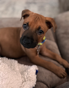 Big Ben (Tina's Litter)