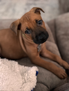 Big Ben (Tina's Litter)