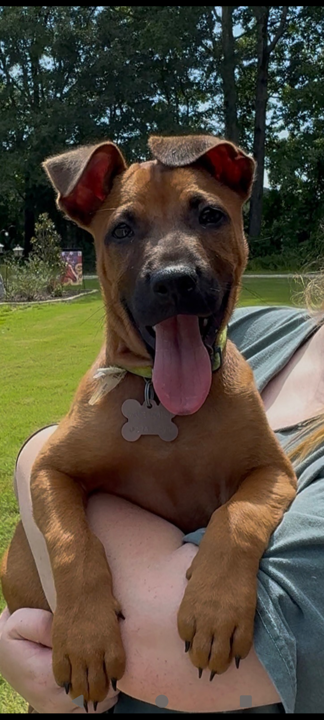 adoptable Dog in Holly Springs, NC named Big Ben (Tina's Litter)