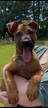 adoptable Dog in  named Big Ben (Tina