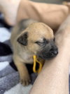 Lily  (Tina's Litter)