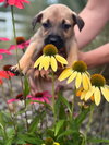 Lily  (Tina's Litter)