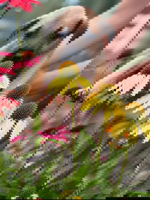 animal-image