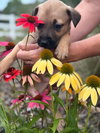 Lily  (Tina's Litter)