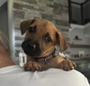 Lily  (Tina's Litter)
