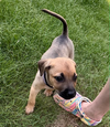 Lily  (Tina's Litter)