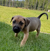 adoptable Dog in  named Lily  (Tina