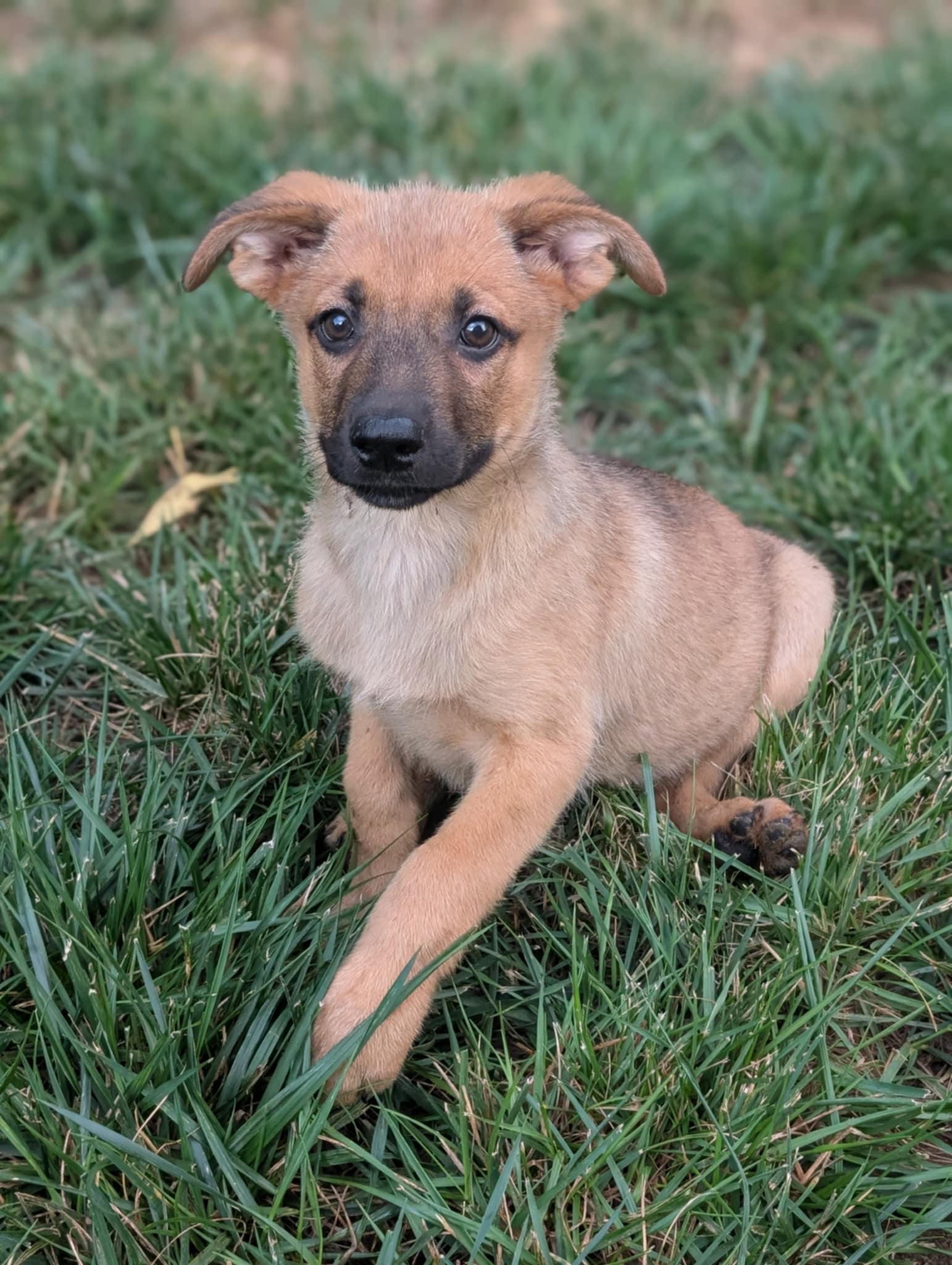 adoptable Dog in Holly Springs, NC named Archie
