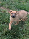Archie