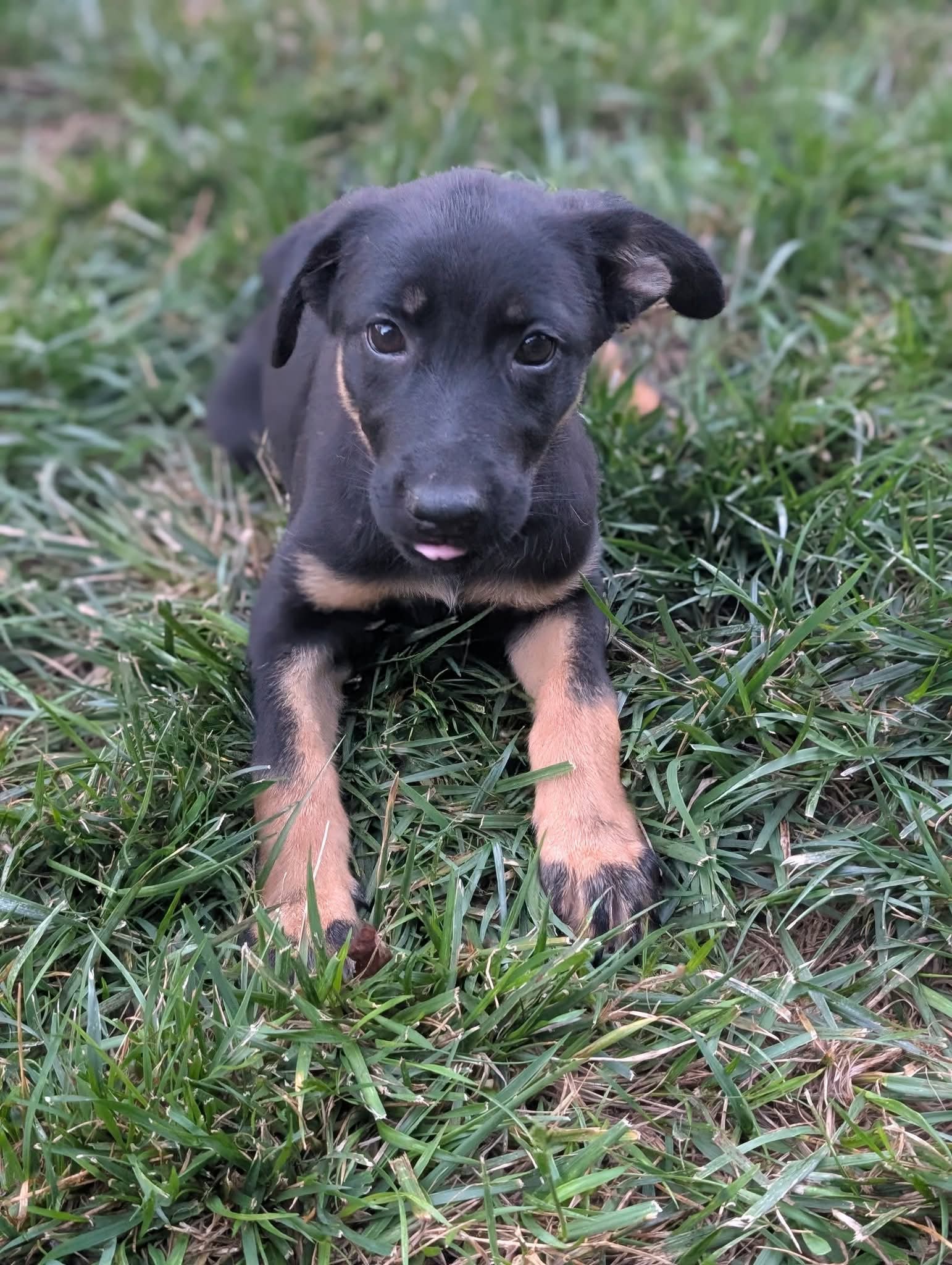 adoptable Dog in Holly Springs, NC named Ellie